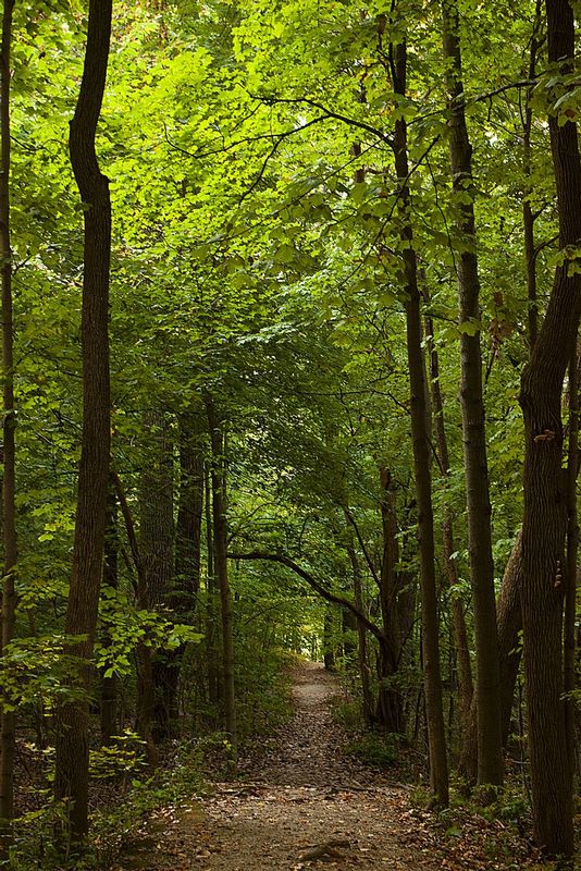 Summer Corridor of Trees Happy Hollow Park Indiana 2791s.jpg