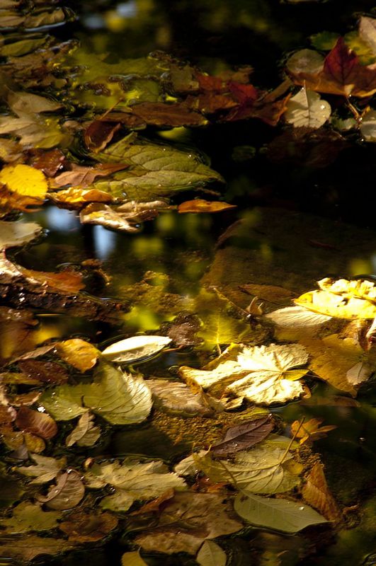 Sun-lit Floating Leaves Happy Hollow Park IN 77014.jpg