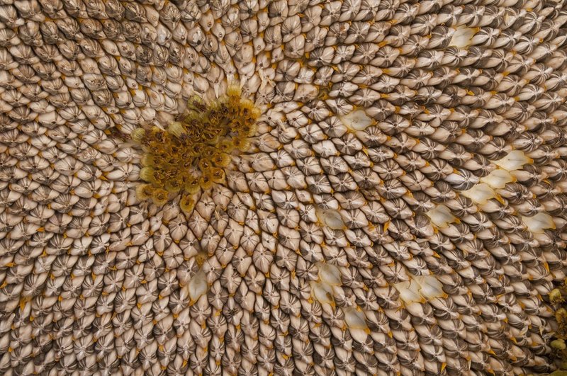 Sunflower 76965.jpg