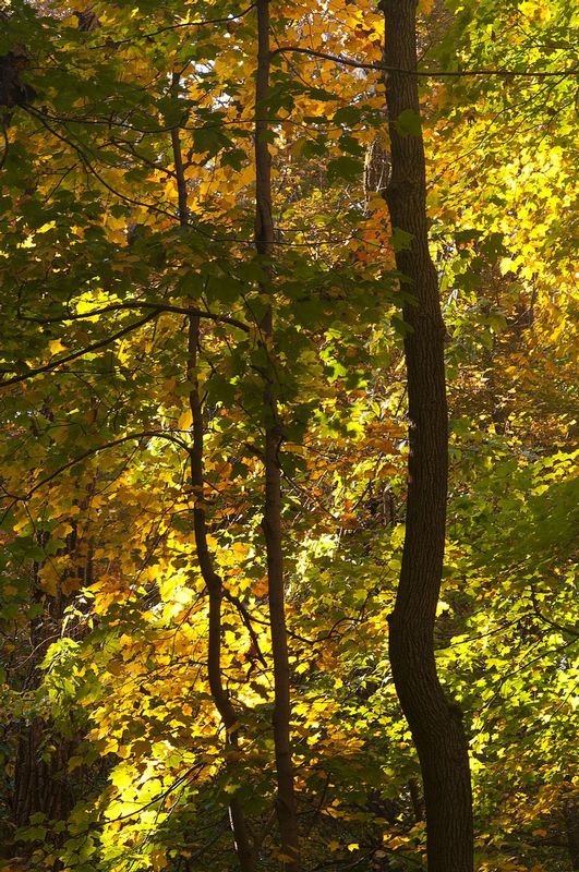Yellow Light Happy Hollow Park IN 72062s.jpg