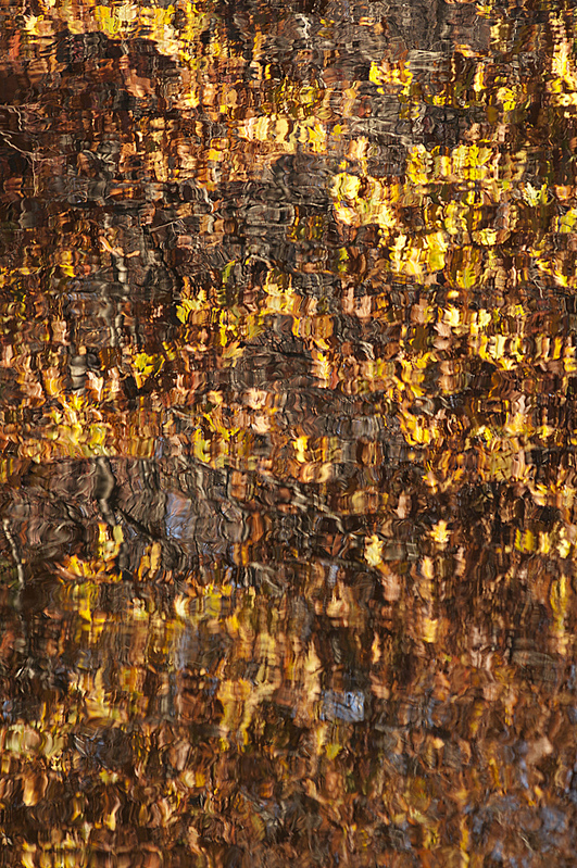 Abstract Fall Leaf Pattern Brown County Indiana PEK77216.jpg