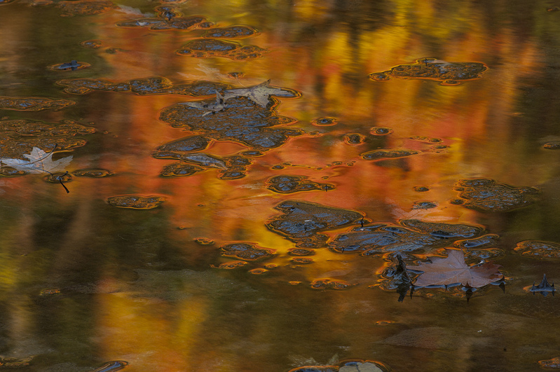 Algae and Leaves Wildcat Creek Indiana IMGP5888s.jpg