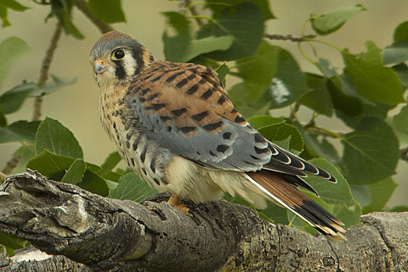 American Kestrel Lamar Valley Yellowstone NP WY IMGP5107sc.jpg :: American Kestrel Lamar Valley Yellowstone National Park Wyoming IMGP5107sc