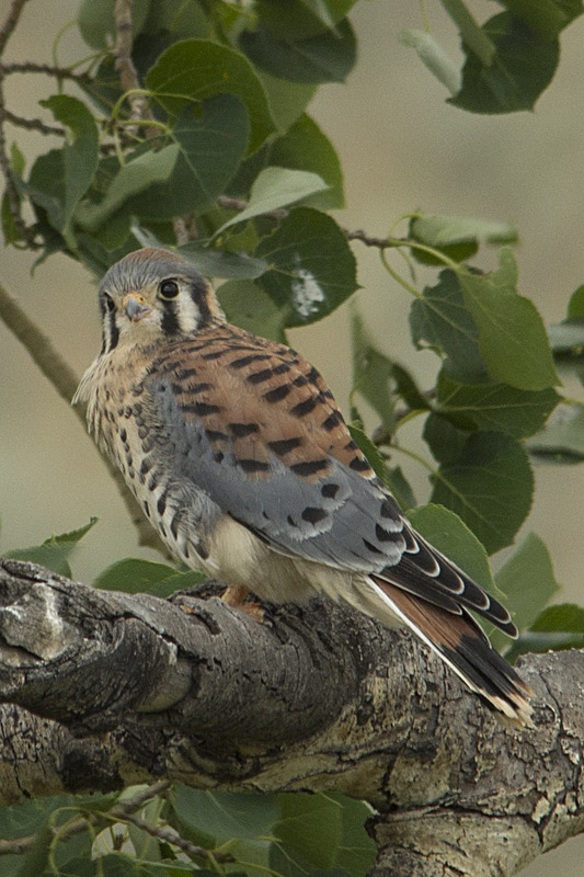 American Kestrel Lamar Valley Yellowstone NP WY IMGP5115v.jpg :: American Kestrel Lamar Valley Yellowstone National Park Wyoming IMGP5115v