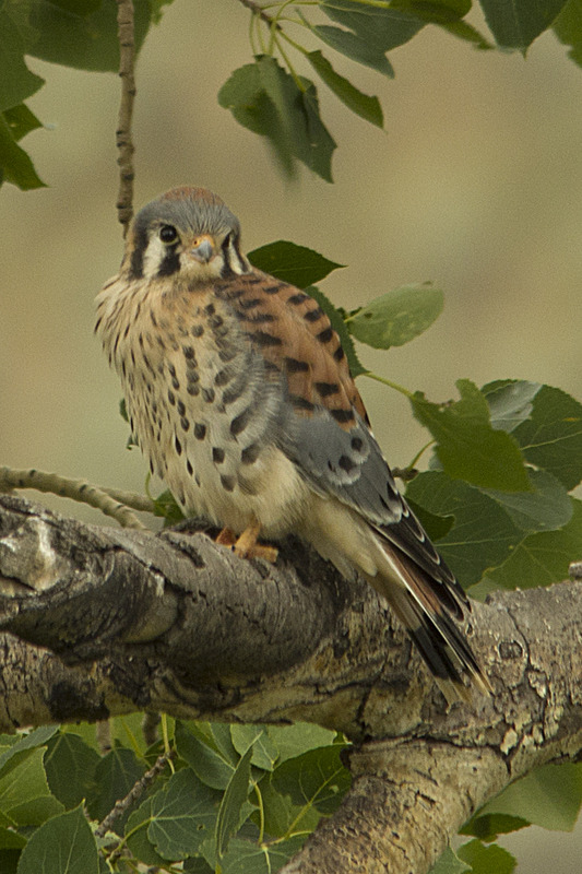 American Kestrel Lamar Valley Yellowstone NP WY IMGP5165cs.jpg :: American Kestrel Lamar Valley Yellowstone National Park Wyoming IMGP5165cs