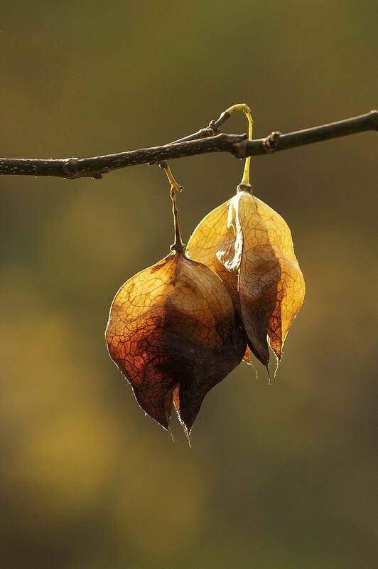 Backlit Seed Pods Tippecanoe County Indiana IMGP6967-2sj.jpg