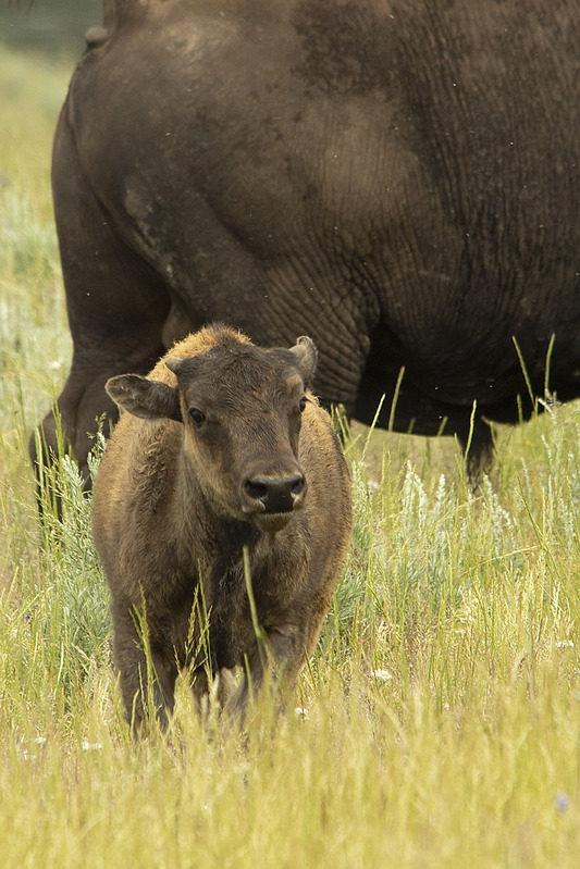 Bison Calf Hayden Valley Yellowstone NP WY IMGP4697c.jpg :: Bison Calf Hayden Valley Yellowstone National Park Wyoming IMGP4697c
