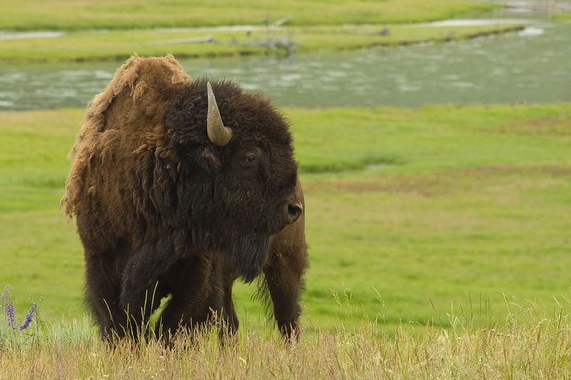 Bison Hayden Valley Yellowstone NP 4828sc1.jpg :: Bison, Hayden Valley, Yellowstone National Park 4828sc1
