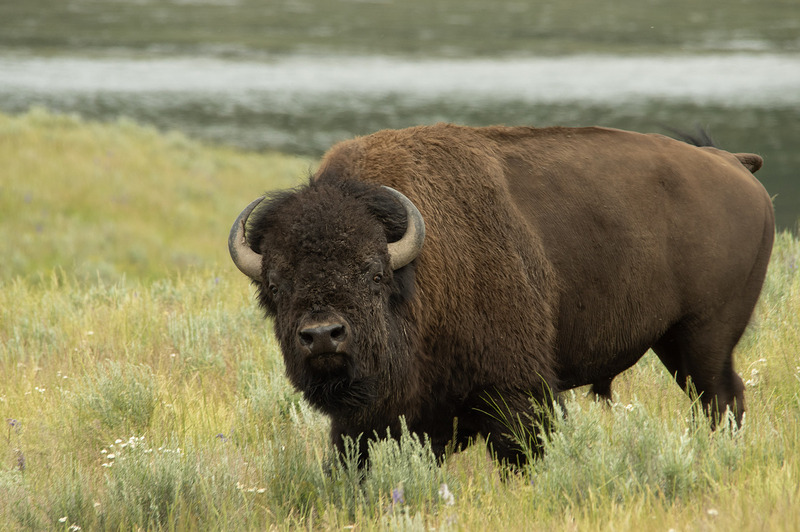 Bison Hayden Valley Yellowstone NP WY IMGP4699s.jpg :: Bison Hayden Valley Yellowstone National Park Wyoming IMGP4699s