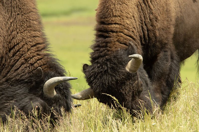 Bison Sparring Hayden Valley Yellowstone NP WY IMGP4795s.jpg :: Bison Sparring Hayden Valley Yellowstone National Park Wyoming IMGP4795s
