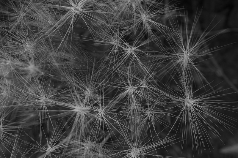 Black and White Grass Ridgway Colorado IMGP5491-1bwas.jpg
