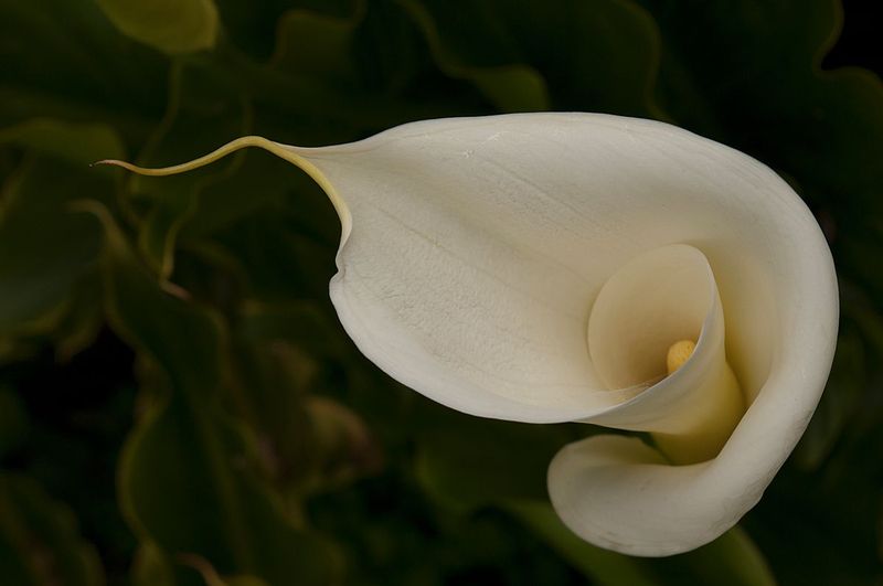Calla Lily California 74807.jpg