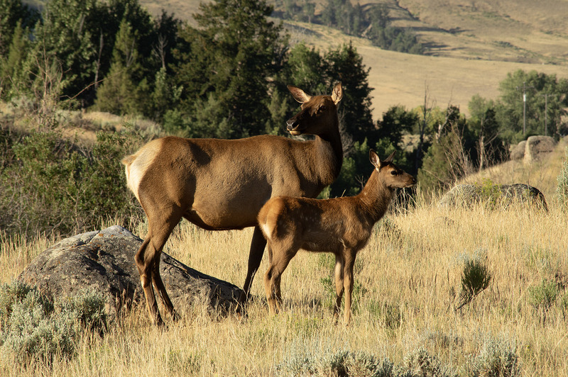 Elk Doe and Fawn near Gardiner MO IMGP1293s.jpg :: Elk Doe and Fawn near Gardiner Montana IMGP1293s
