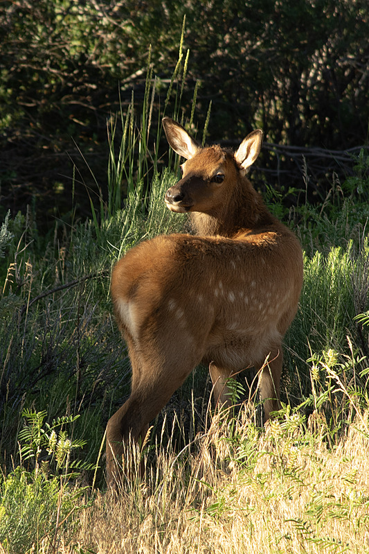 Elk Fawn near Gardiner MO IMGP1268s.jpg :: Elk Fawn near Gardiner Montana IMGP1268s