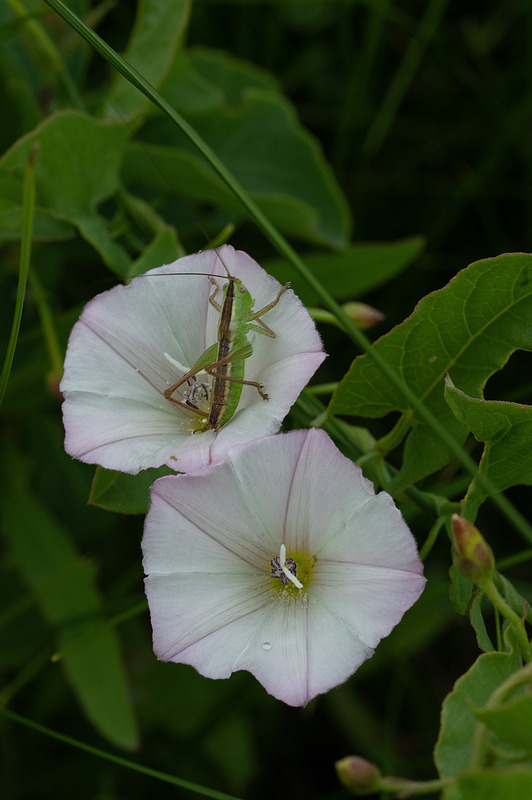 Evening Primrose and Grasshopper Teddy Roosevelt National Grassland SD IMGP6004adzs.jpg :: Evening Primrose and Grasshopper Teddy Roosevelt National Grassland South Dakota IMGP6004adzs