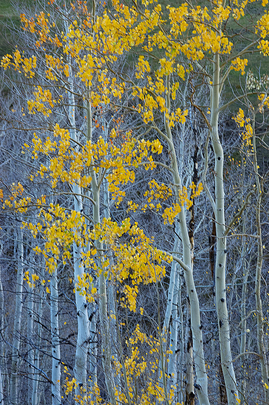 Fall Aspen trees Gothic Road Crested Butte CO CRBB404aspsjpg.jpg :: Fall Aspen trees Gothic Road, Crested Butte, CO CRBB404aspsjpg