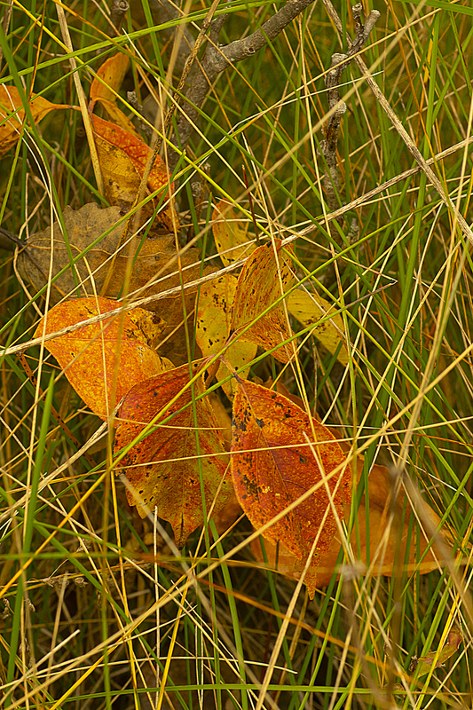 Fall Leaves and Grass Stems Wisconsin IMGP4499cs.jpg
