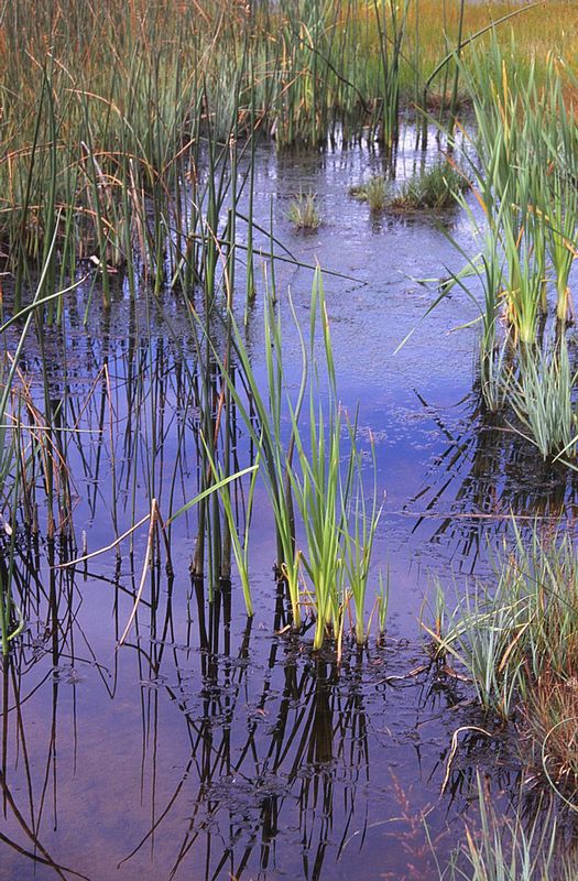 Grasses in a Small Pond Yellowstone YE-0003_chang.jpg
