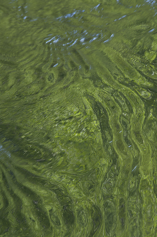 Green Ripples Merced River Yosemite NP PEK70589.jpg