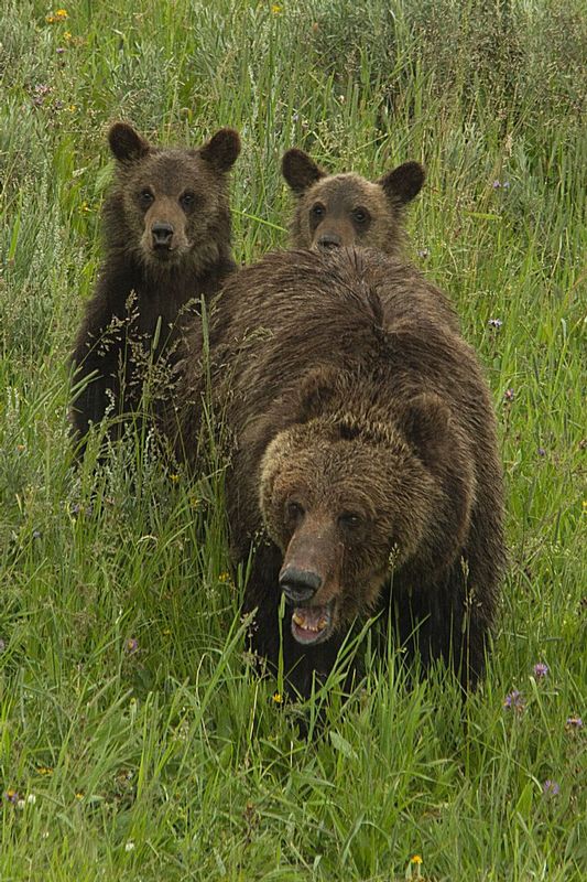 Grizzly Sow and Cubs Hayden Valley Yellowstone NP 4440sc1.jpg :: Grizzly Sow and Cubs, Hayden Valley, Yellowstone National Park 4440sc1