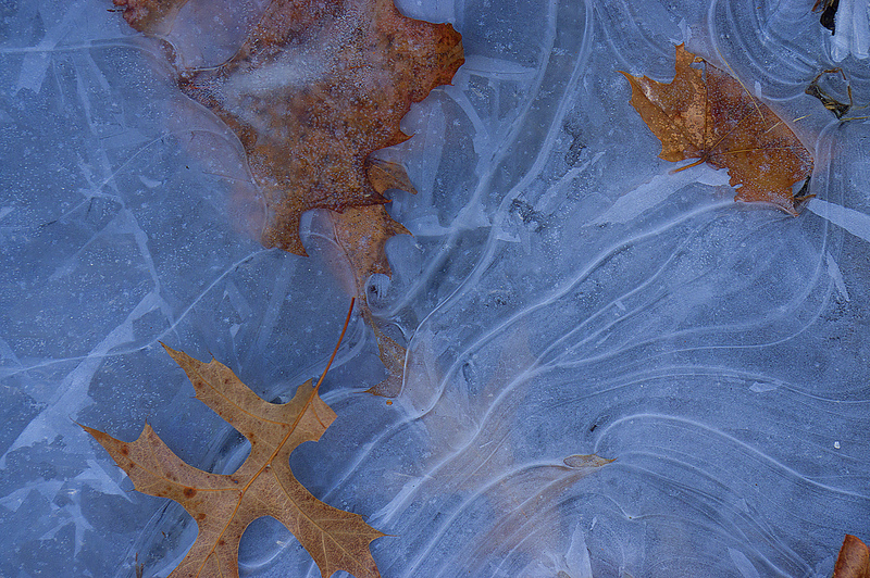 Ice and Leaves Tippecanoe County Indiana IMGP0019j.jpg