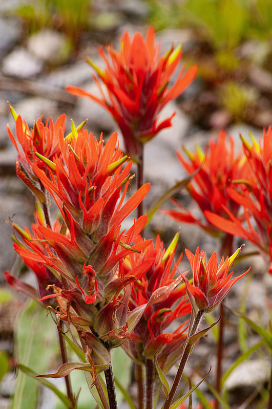 Indian Paintbrush Alta Ghost Town CO GTAL-0037shz.jpg :: Indian Paintbrush Alta Ghost Town Colorado GTAL-0037shz