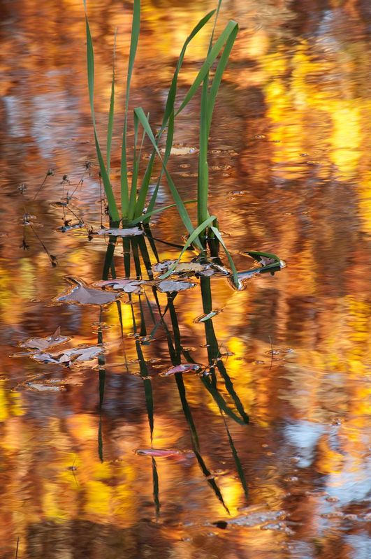 Irises and Shimmering Fall Colors in Pond Brown County Indiana (IN-77262).jpg