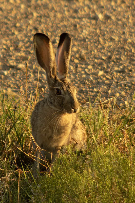 Jack Rabbit near Walsenburg CO CRBB0714cs-1.jpg :: Jack Rabbit near Walsenburg Colorado CRBB0714cs-1