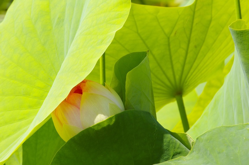 Lotus Blossom and Leaves Littleton CO IMGP 0351-2.jpg :: Lotus Blossom and Leaves Littleton Colorado IMGP 0351-2