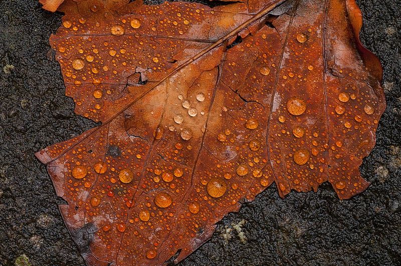 Maple Leaf and Raindrops Great Smokies National Park (GS-76233-1).jpg