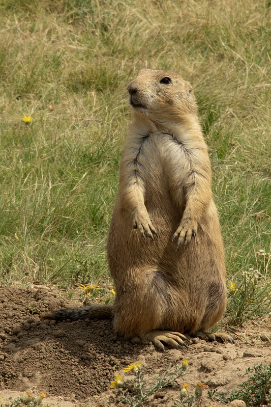 Prairie Dog Devils Tower NM WY IMGP1831cs.jpg :: Prairie Dog Devils Tower National Monument Wyoming IMGP1831cs