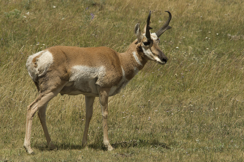 Pronghorn Antelope Lamar Valley Yellowstone NP WY IMGP5028cs.jpg :: Pronghorn Antelope Lamar Valley Yellowstone National Park Wyoming IMGP5028cs
