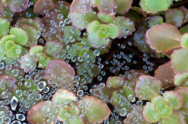Raindrops and Spider Webs (CO-70297s).jpg