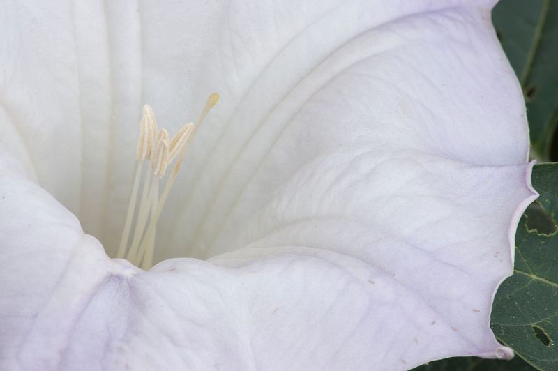 Sacred Datura Flower Moab Utah 1349s.jpg :: Sacred Datura Flower, Moab, Utah 1349s