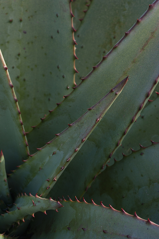 South African Agave IMGP1254s_1 Chang(1).jpg