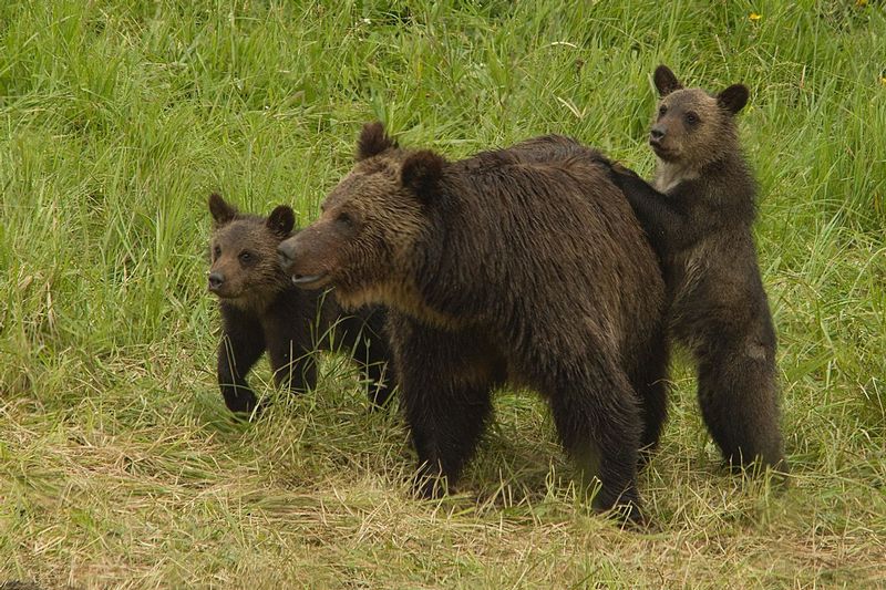 Sow Grizzly and Cubs Hayden Valley Yellowstone NP 4587sc1.jpg :: Sow Grizzly and Cubs, Hayden Valley, Yellowstone National Park 4587sc1