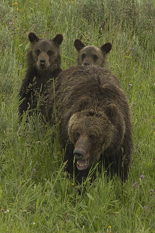 Sow Grizzly and Cubs Yellowstone NP WY Ind Greeting Card YE4440sc.jpg :: Sow Grizzly and Cubs Yellowstone National Park Wyoming Ind Greeting Card YE4440sc