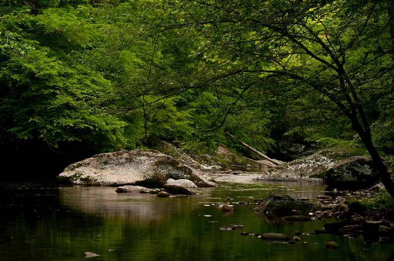 Spring Little River Great Smokies National Park (GC-70163).jpg