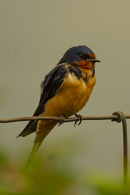 Swallow Grand Tetons NP WY IMGP4026.jpg :: Swallow on a Fence Grand Tetons NP Wyoming IMGP4026