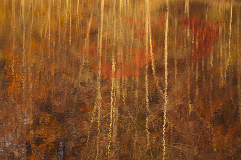 Tree Reflections Brown County Indiana PEK77343.jpg