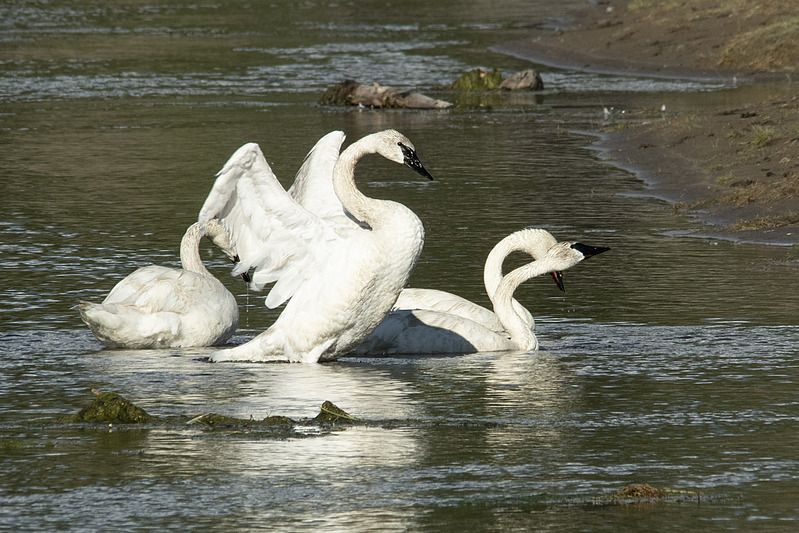 Trumpeter Swan Displaying Hayden Valley Yellowstone NP WY IMGP5674cs.jpg :: Trumpeter Swan Displaying Hayden Valley Yellowstone National Park Wyoming IMGP5674cs