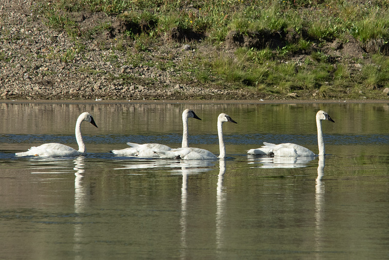 Trumpeter Swans Swimming on Yellowstone River Yellowstone NP WY IMGP5554cs.jpg :: Trumpeter Swans Swimming on Yellowstone River Yellowstone National Park Wyoming IMGP5554cs