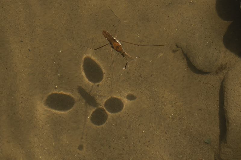 Water Strider Cimarron River Colorado IMGP5279-2cs.jpg