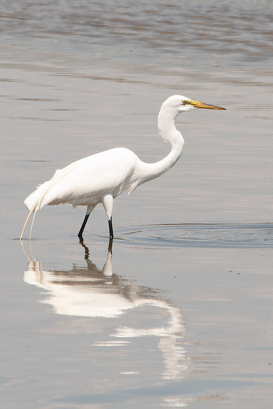 White Egret Pea Island National Wildlife Refuge Outer Banks NC PEK79618.jpg :: White Egret Pea Island National Wildlife Refuge Outer Banks North Carolina PEK79618