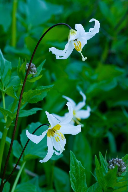 White Fawn Lily Mount Rainer NP IMGP3080sl.jpg :: White Fawn Lily, Mount Rainer National Park, IMGP3080sl