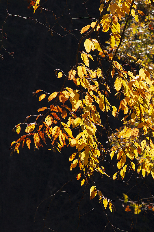 Yellow Leaves Great Smokies NP PEK75901cs.jpg