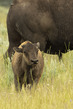 Bison Calf Hayden Valley Yellowstone NP WY IMGP4697c.jpg
