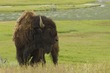 Bison Yellowstone NP Ind Greeting Card IMGP4828sc.jpg