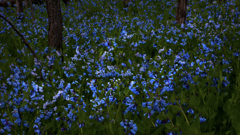 4132Bluebell.jpg :: Virginia Bluebells