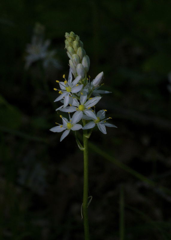 6318Foamplant.jpg :: Foamflower